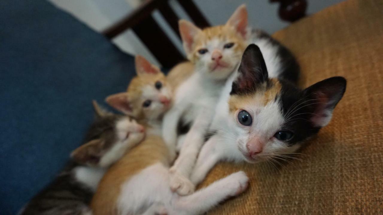 Nha Homestay Danang Exteriér fotografie